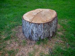 Best Tree Removal  in Verona, KY