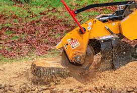 Best Tree Health Inspection  in Verona, KY
