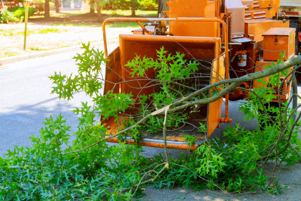 Best Lawn Mowing  in Verona, KY