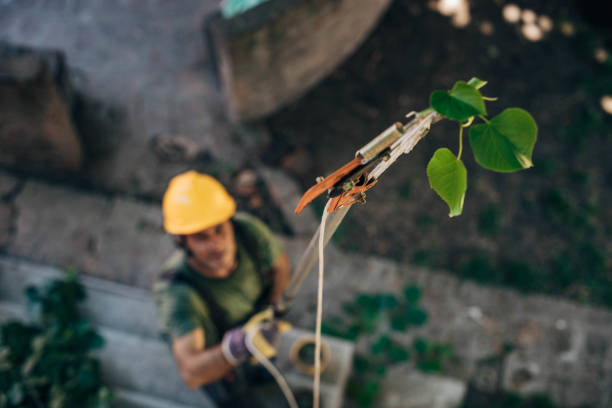Best Storm Damage Tree Cleanup  in Verona, KY