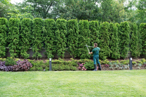 Best Tree Planting  in Verona, KY