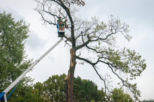 Best Arborist Consultation Services  in Verona, KY
