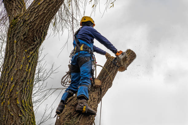 Best Tree Mulching  in Verona, KY