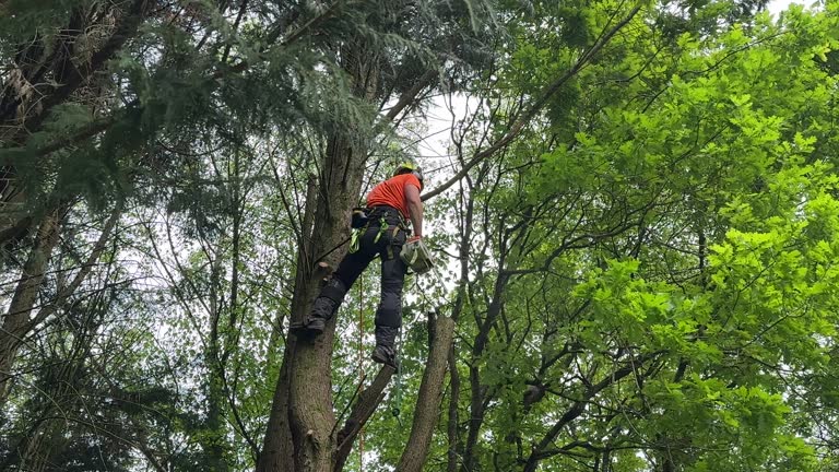 Best Tree Cabling and Bracing  in Verona, KY