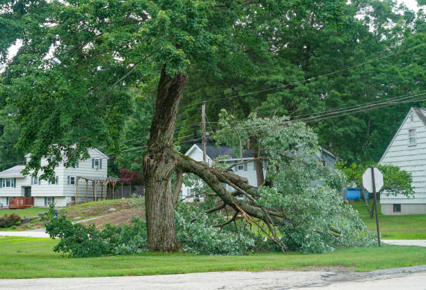 Best Tree Risk Assessment  in Verona, KY