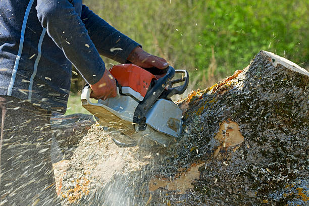 Best Utility Line Clearance  in Verona, KY