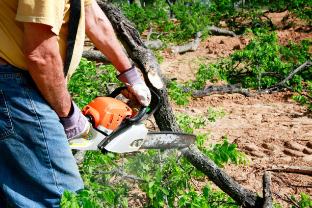 How Our Tree Care Process Works  in  Verona, KY