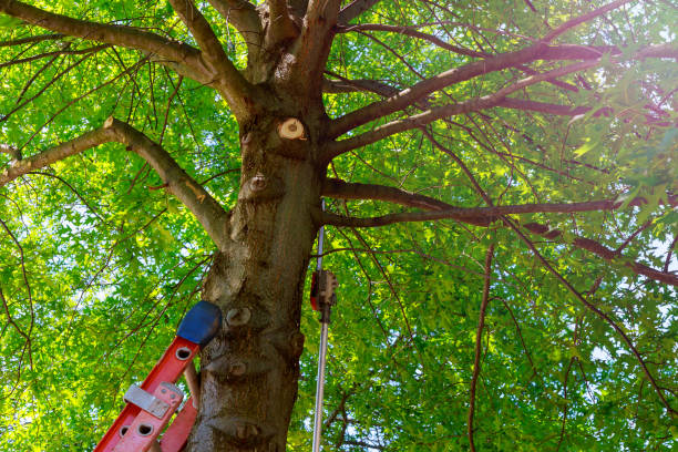 Best Tree Health Inspection  in Verona, KY
